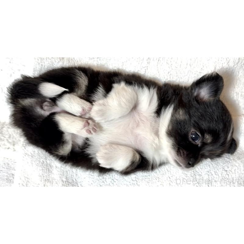 販売中の大阪府のチワワ(ロングコート)-431453の2枚目