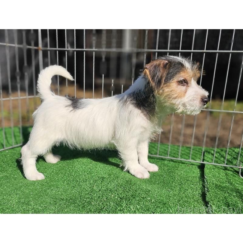 販売中の千葉県のジャックラッセルテリア-425372の12枚目