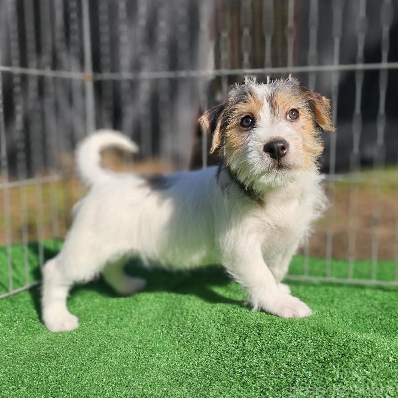 販売中の千葉県のジャックラッセルテリア-425372の11枚目