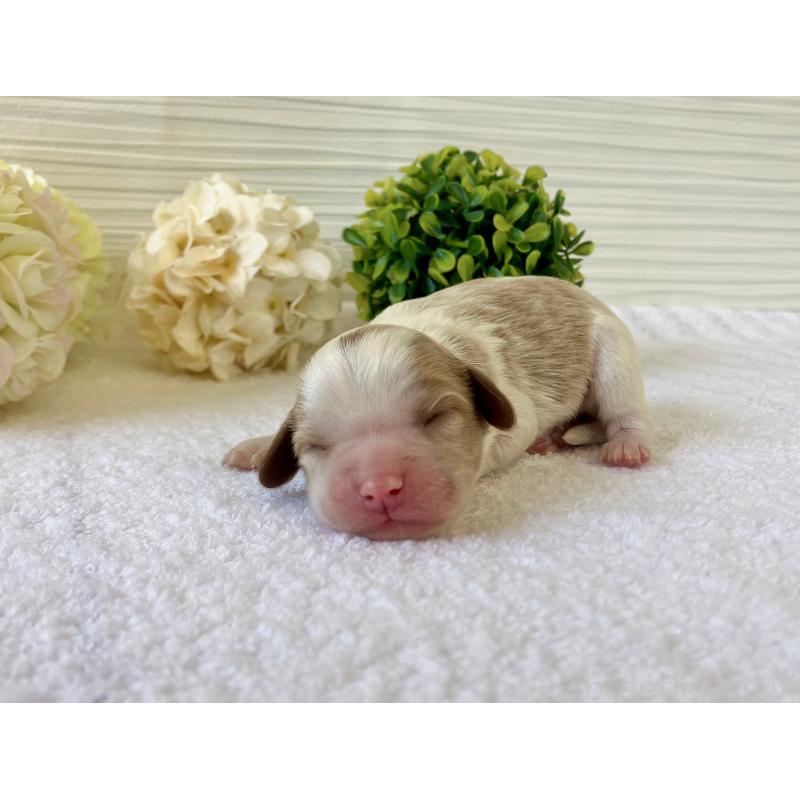 販売中の福岡県のキャバプー:キャバリア×トイプードル-431455の9枚目