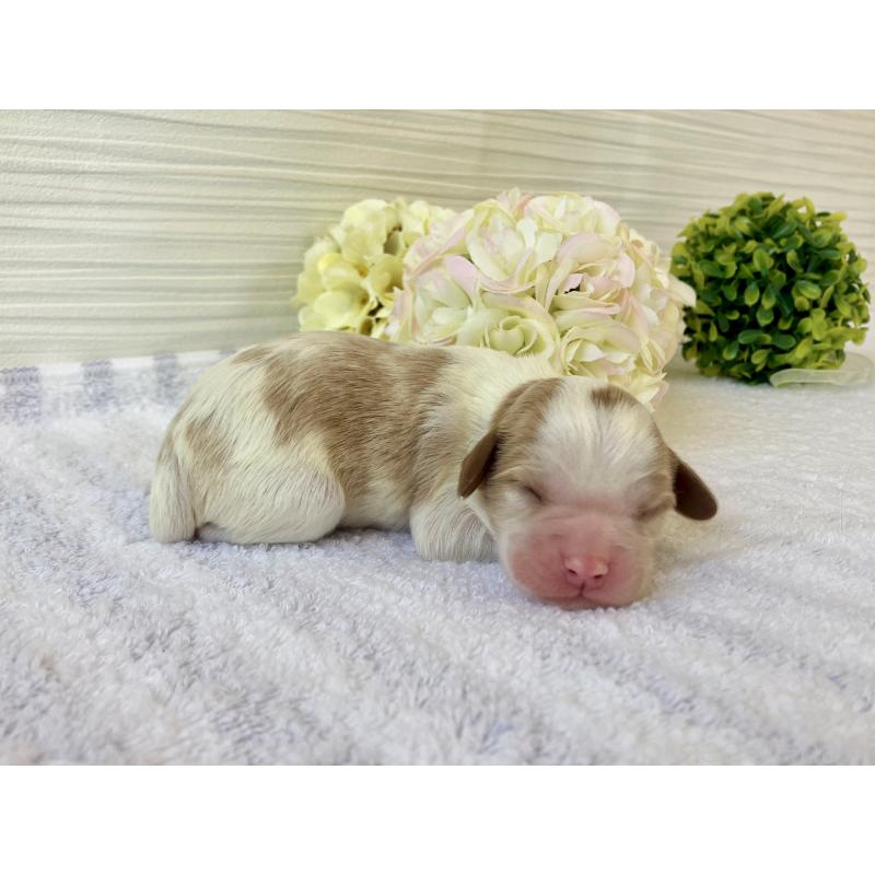 販売中の福岡県のキャバプー:キャバリア×トイプードル-431455の8枚目