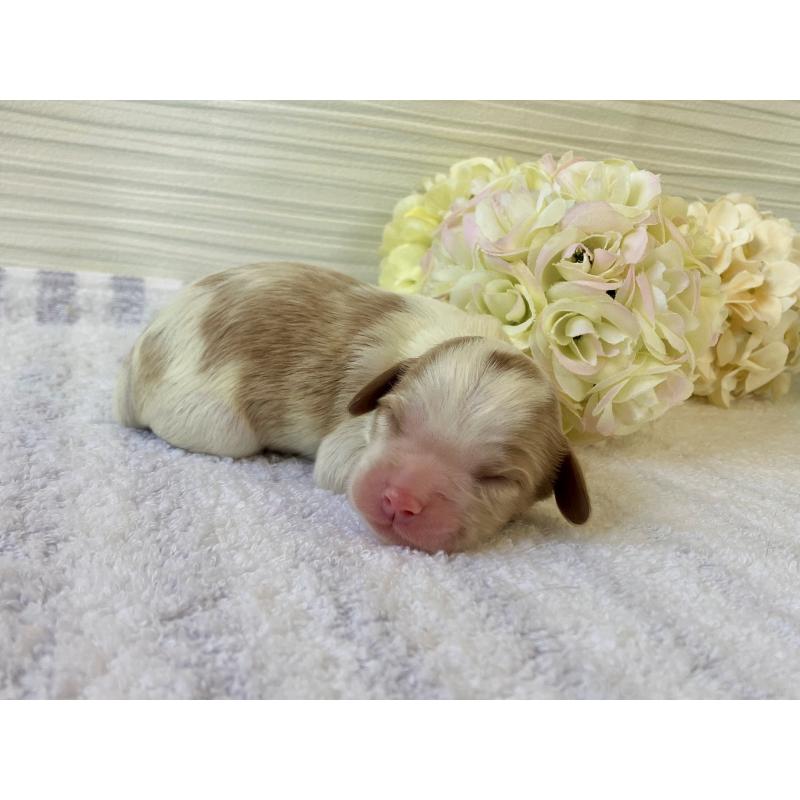 販売中の福岡県のキャバプー:キャバリア×トイプードル-431455の7枚目