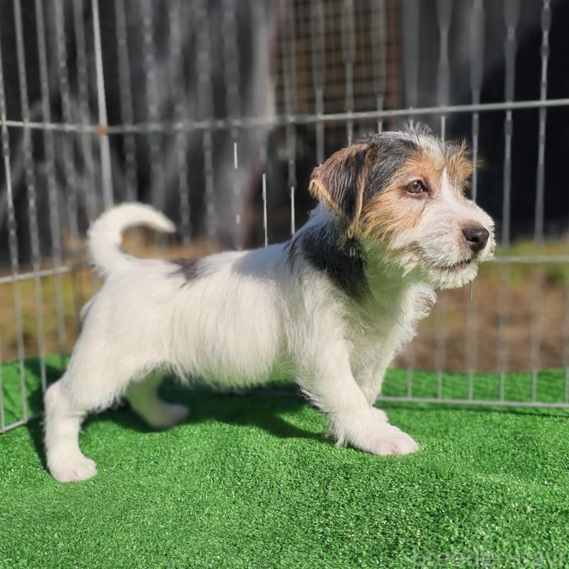 販売中の千葉県のジャックラッセルテリア-425372の10枚目