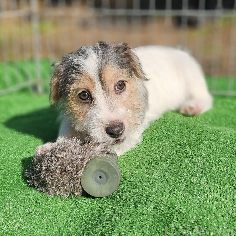 販売中の千葉県のジャックラッセルテリア-425372の9枚目