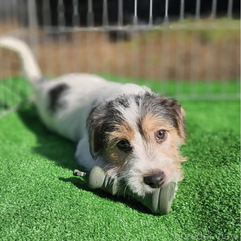 販売中の千葉県のジャックラッセルテリア-425372の8枚目