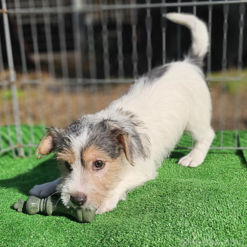 販売中の千葉県のジャックラッセルテリア-425372の7枚目