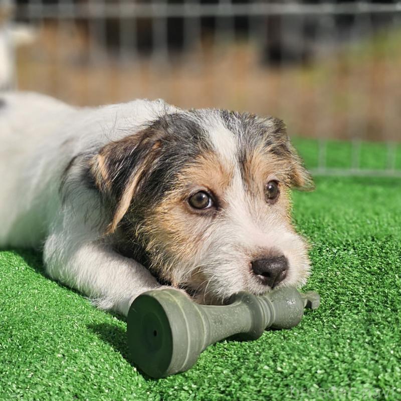 販売中の千葉県のジャックラッセルテリア-425372の6枚目