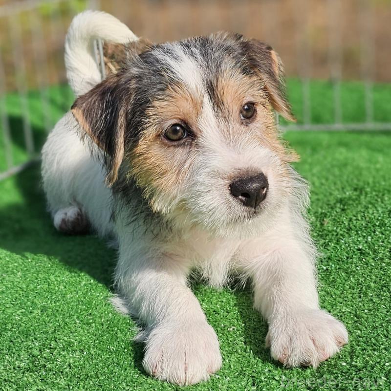 販売中の千葉県のジャックラッセルテリア-425372