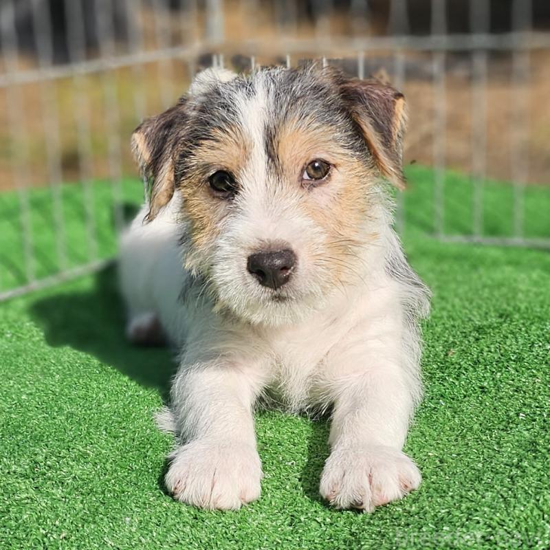 販売中の千葉県のジャックラッセルテリア-425372の5枚目