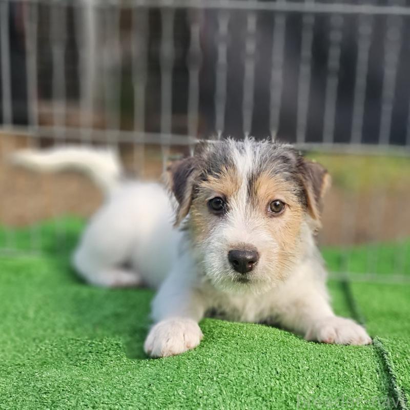 販売中の千葉県のジャックラッセルテリア-425372の4枚目