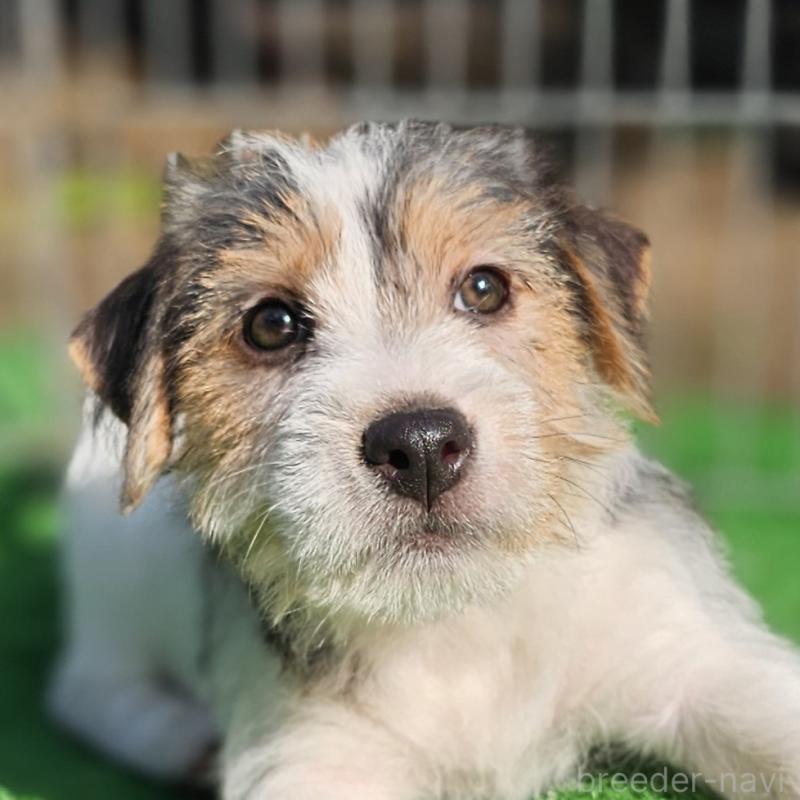 販売中の千葉県のジャックラッセルテリア-425372の3枚目