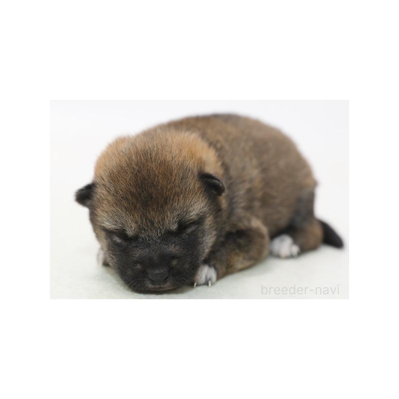 販売中の神奈川県の柴犬-431456の1枚目