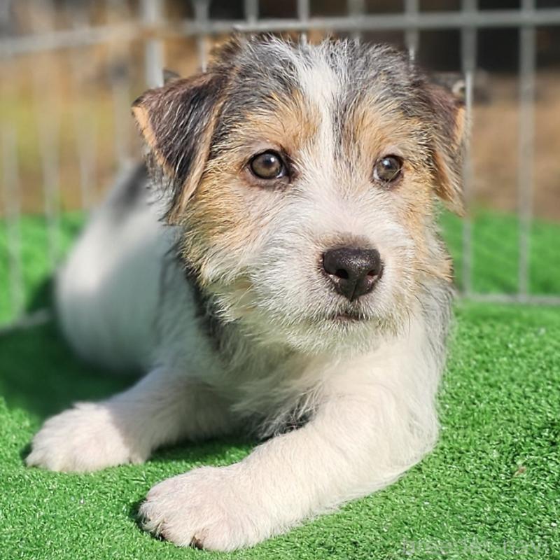 販売中の千葉県のジャックラッセルテリア-425372の2枚目