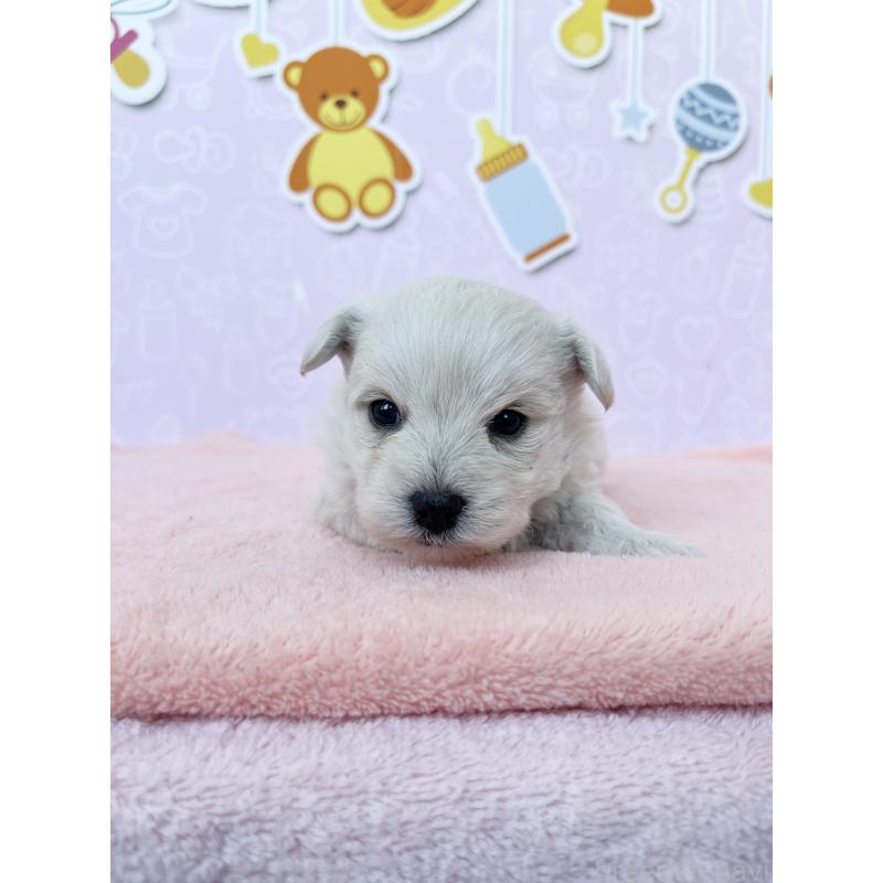 販売中の東京都のミックス犬-431452の5枚目