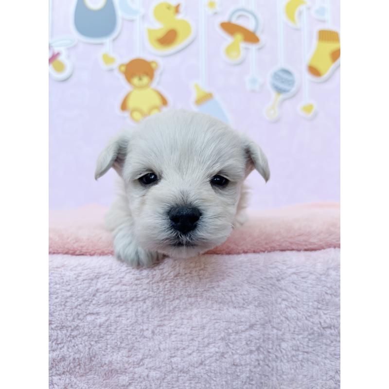 販売中の東京都のミックス犬-431452の4枚目