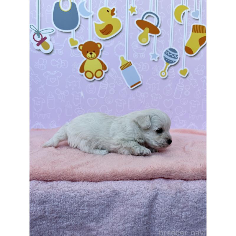 販売中の東京都のミックス犬-431452の3枚目