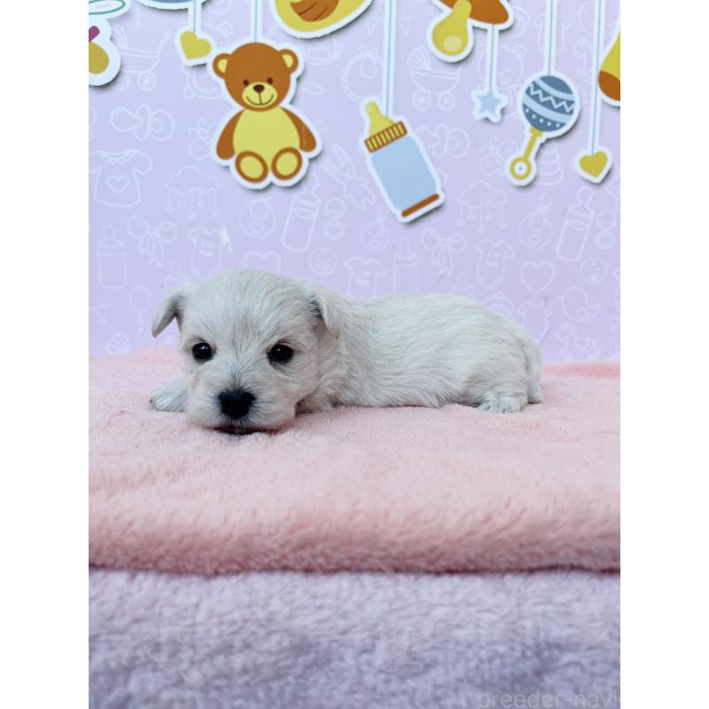 販売中の東京都のミックス犬-431452の2枚目