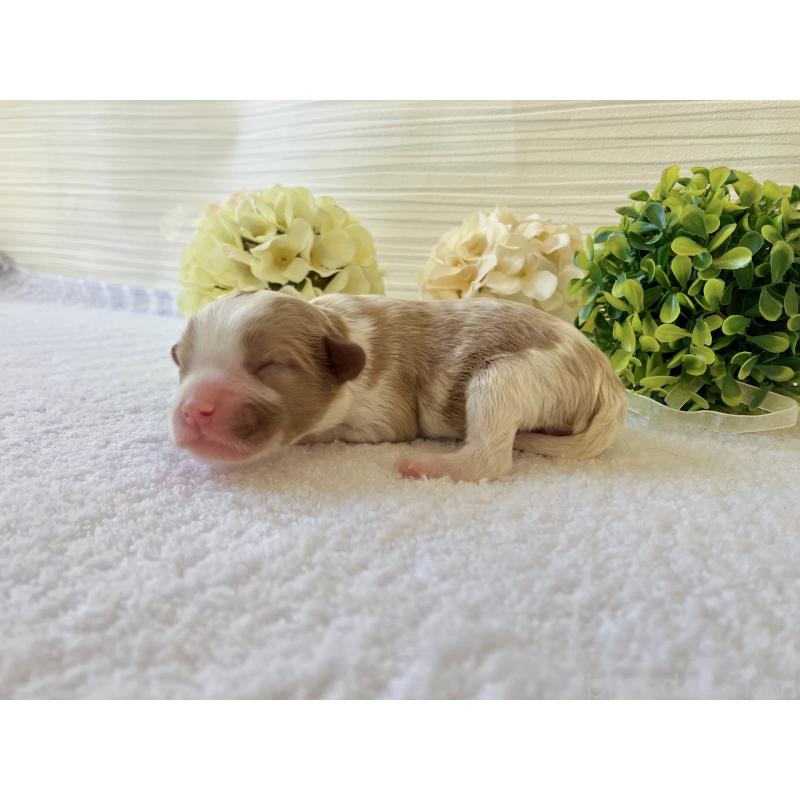 販売中の福岡県のキャバプー:キャバリア×トイプードル-431458の9枚目