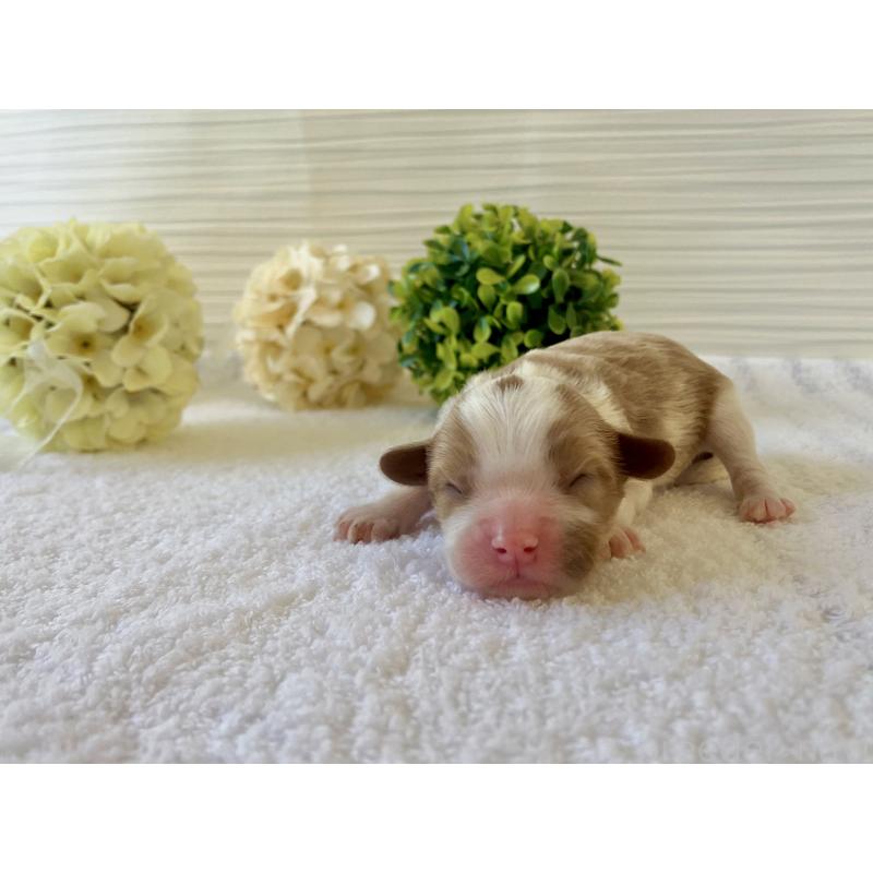 販売中の福岡県のキャバプー:キャバリア×トイプードル-431458の8枚目