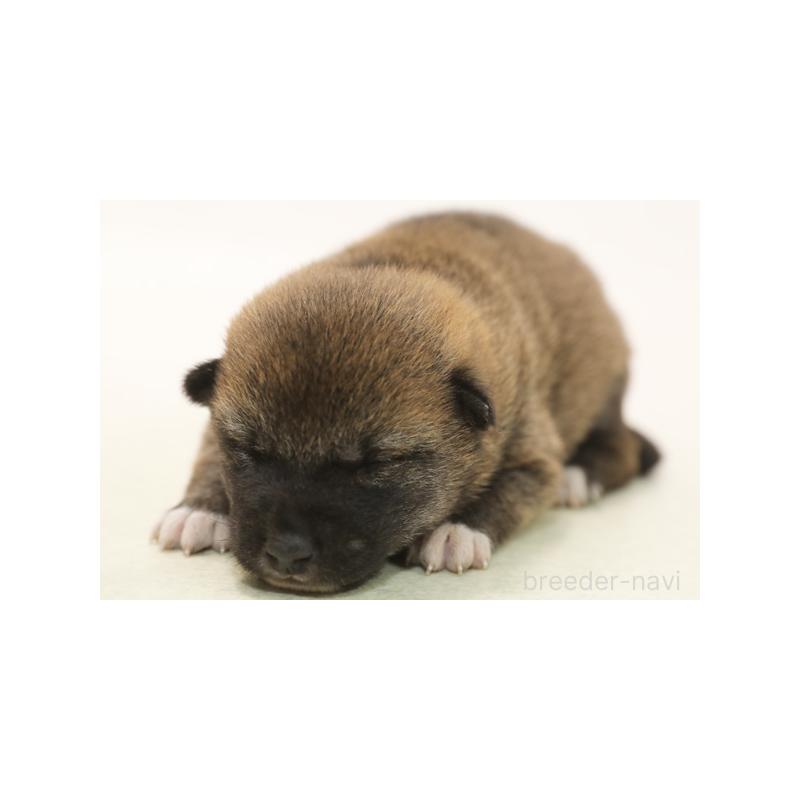 販売中の神奈川県の柴犬-431457