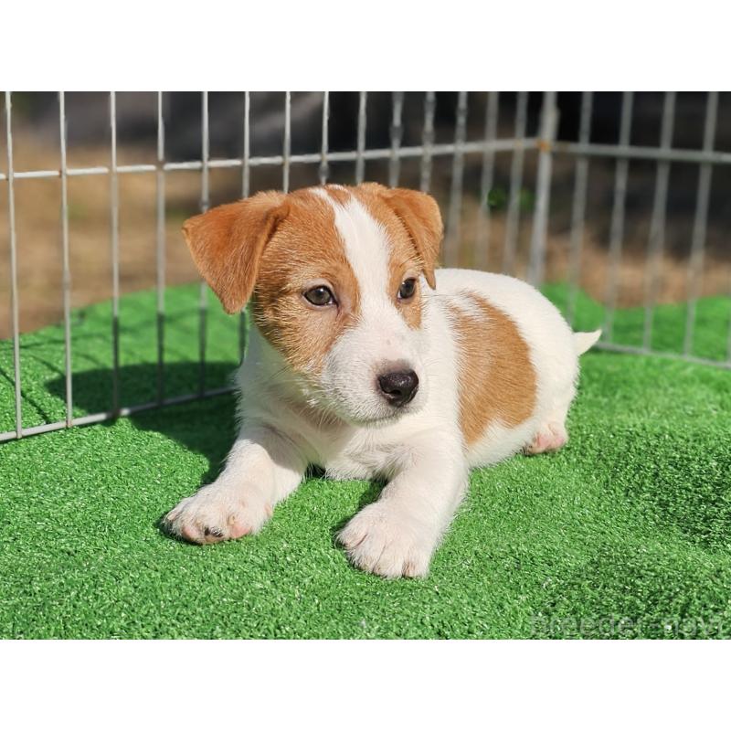 販売中の千葉県のジャックラッセルテリア-425368の9枚目