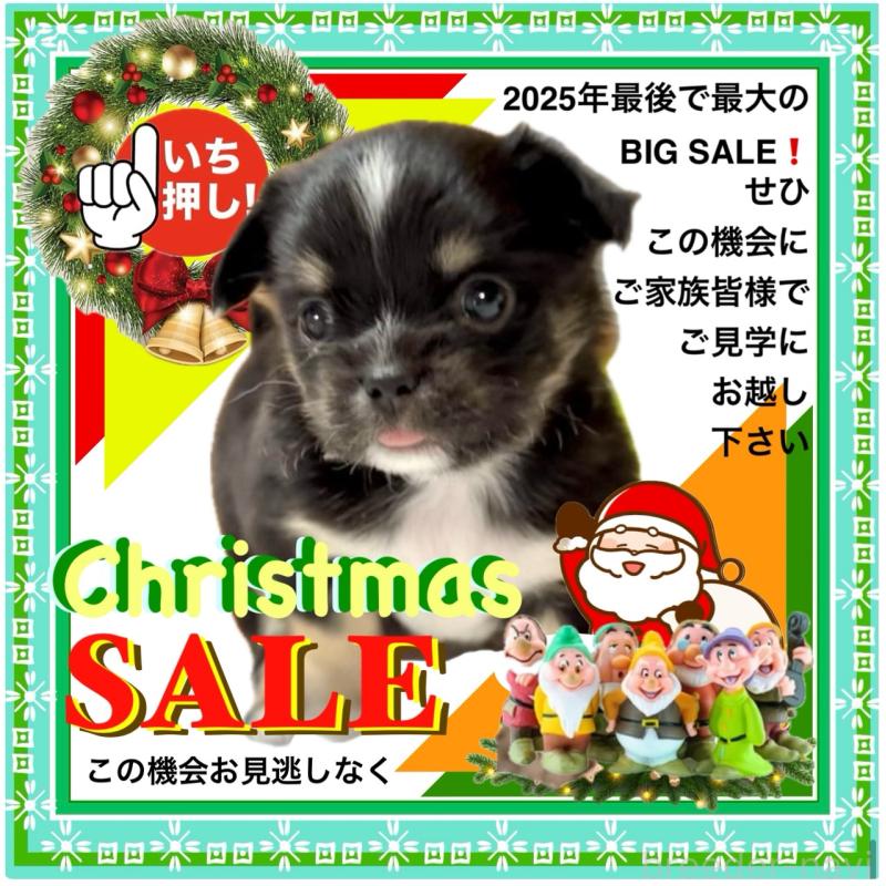 販売中の大阪府のチワワ(ロングコート)-431460の15枚目