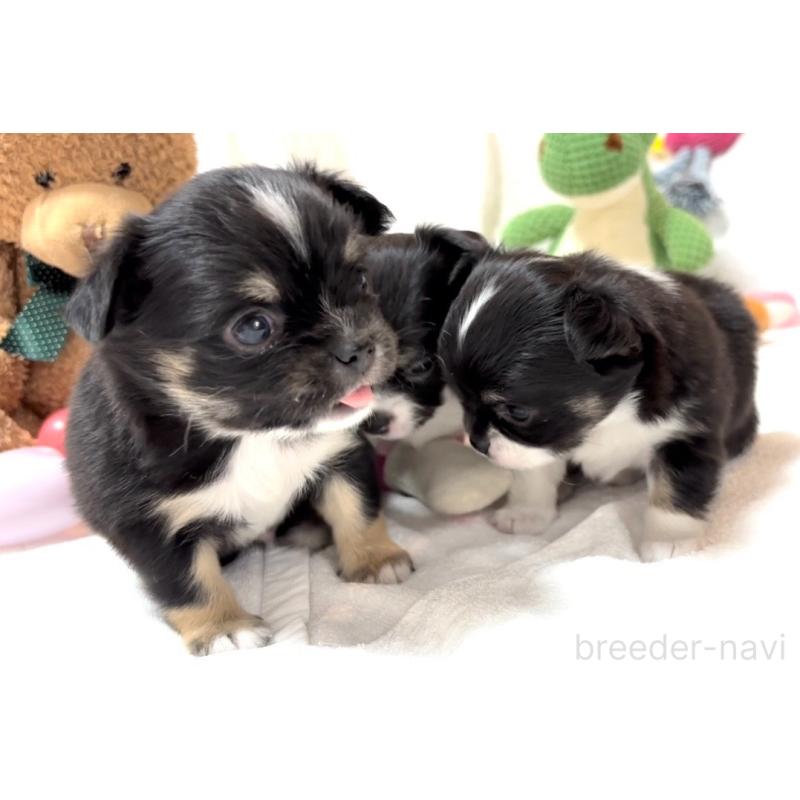 販売中の大阪府のチワワ(ロングコート)-431460の14枚目