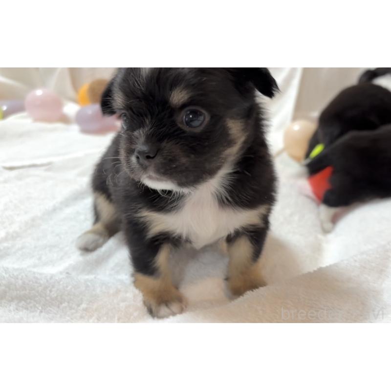 販売中の大阪府のチワワ(ロングコート)-431460の13枚目