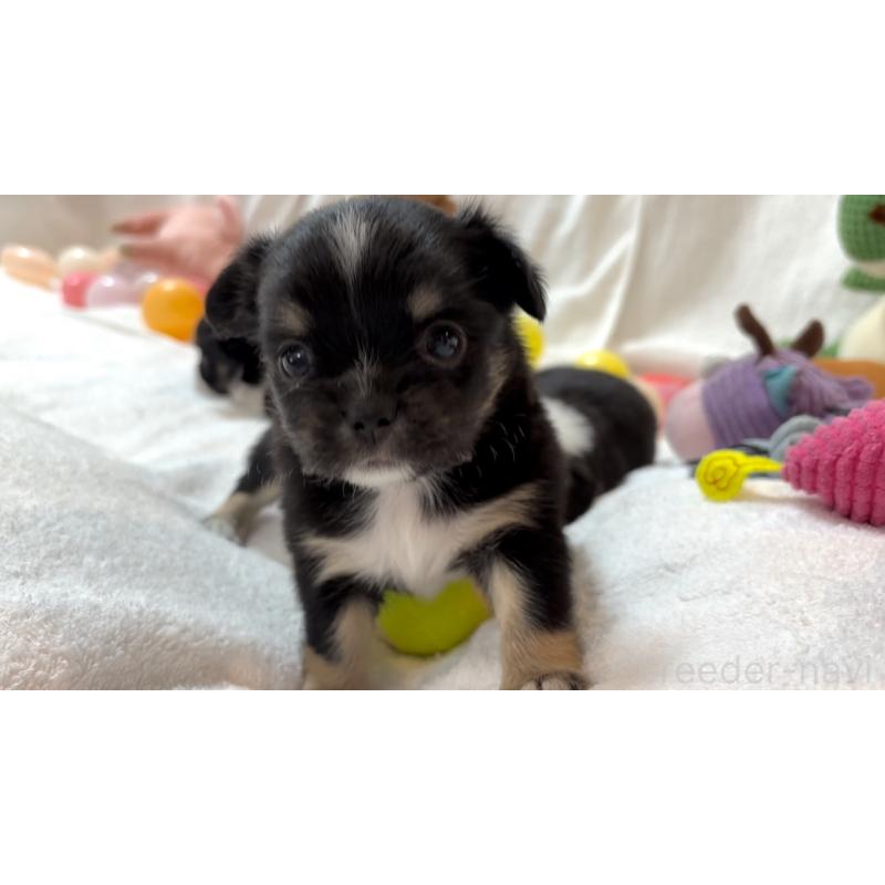 販売中の大阪府のチワワ(ロングコート)-431460の11枚目