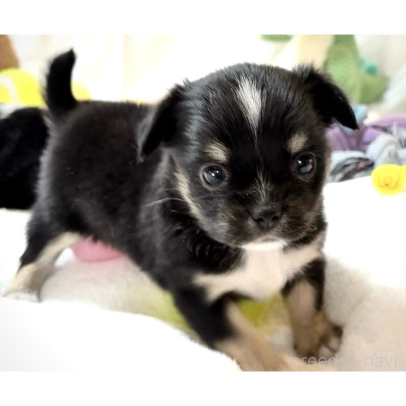 販売中の大阪府のチワワ(ロングコート)-431460の12枚目