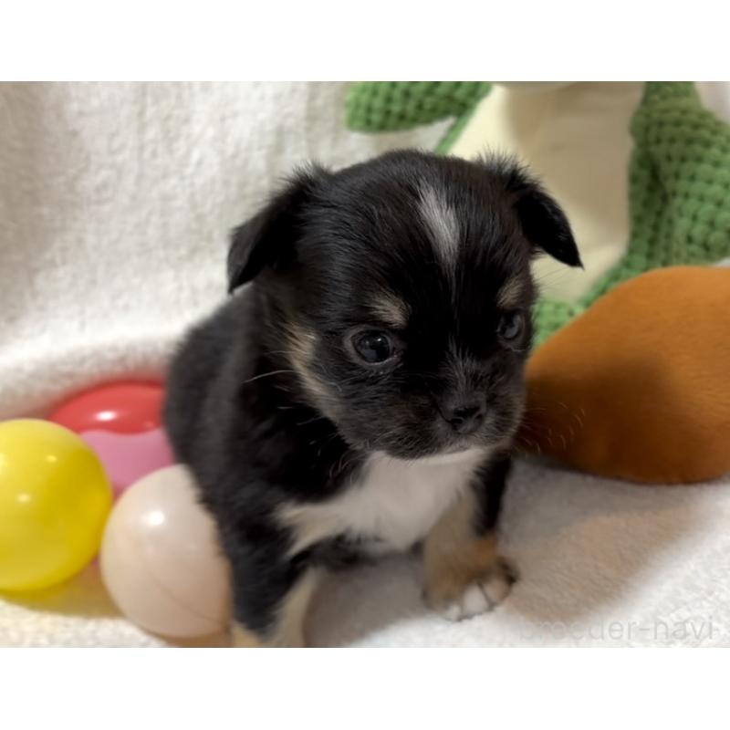 販売中の大阪府のチワワ(ロングコート)-431460の10枚目