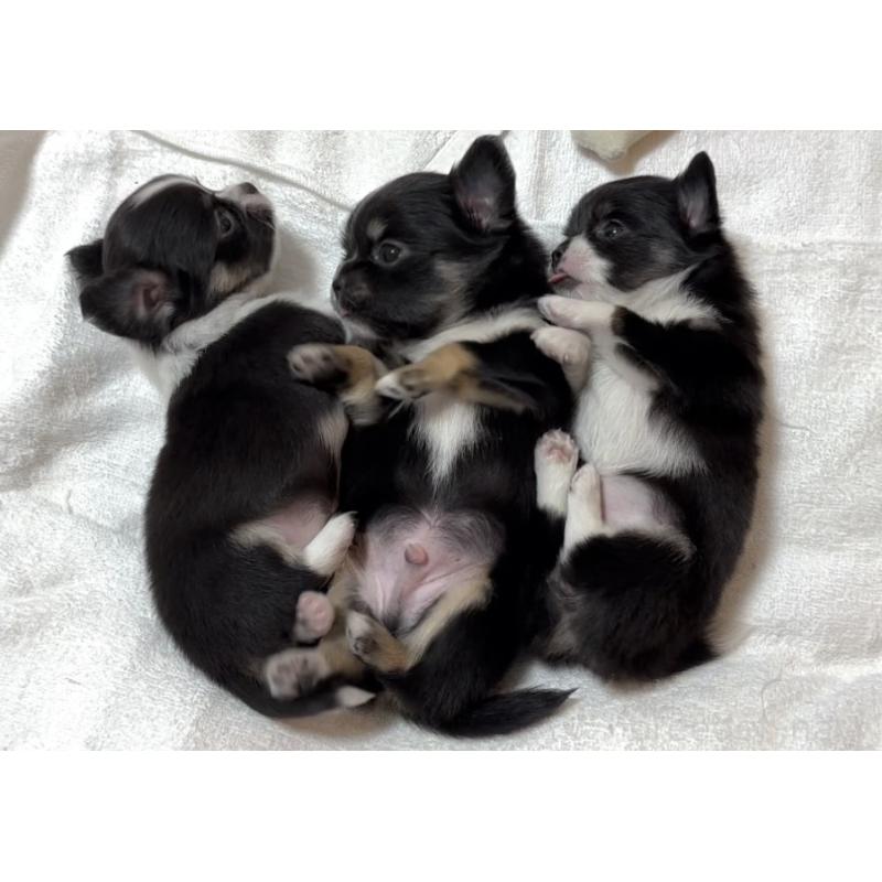 販売中の大阪府のチワワ(ロングコート)-431460の9枚目