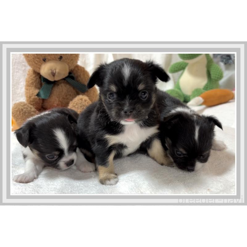 販売中の大阪府のチワワ(ロングコート)-431460の7枚目