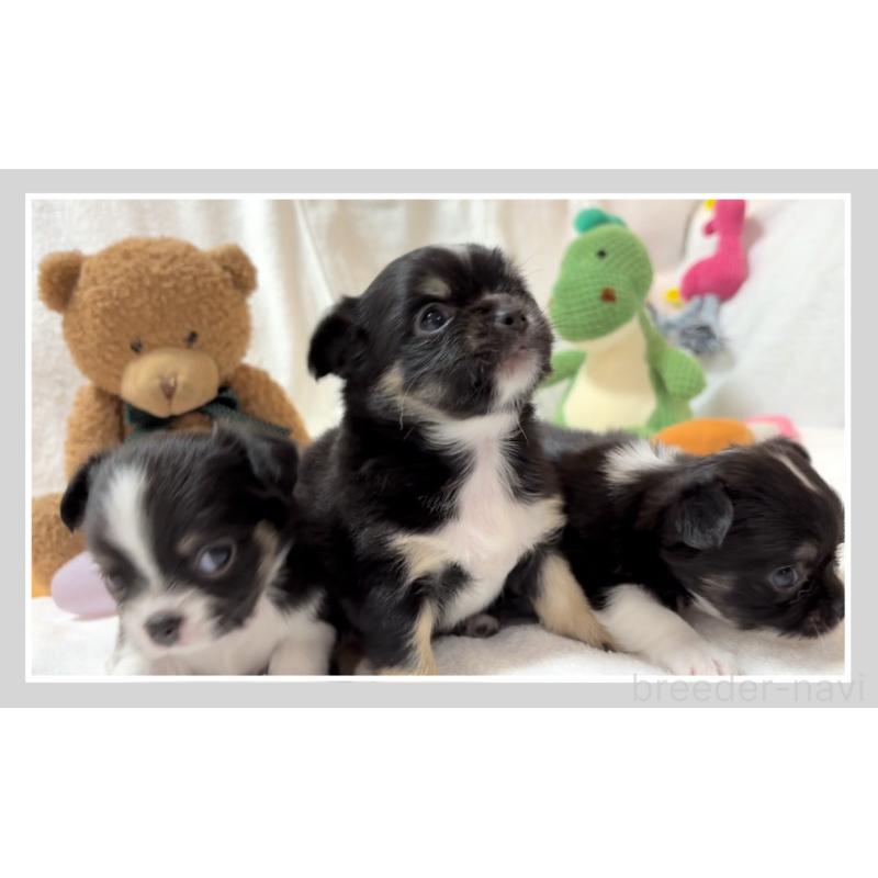 販売中の大阪府のチワワ(ロングコート)-431460の8枚目