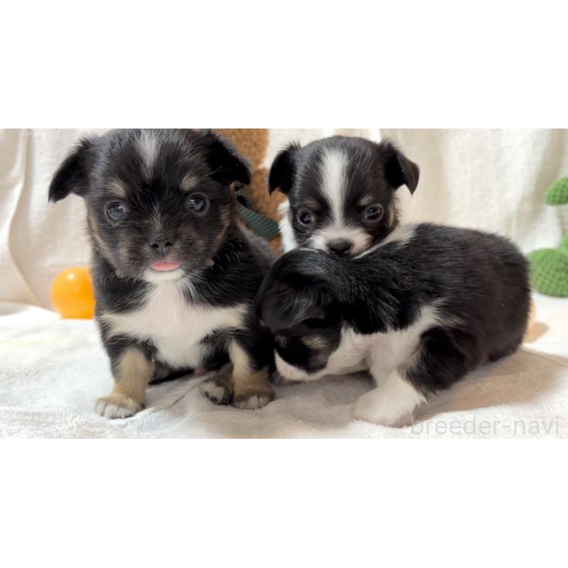 販売中の大阪府のチワワ(ロングコート)-431460の6枚目