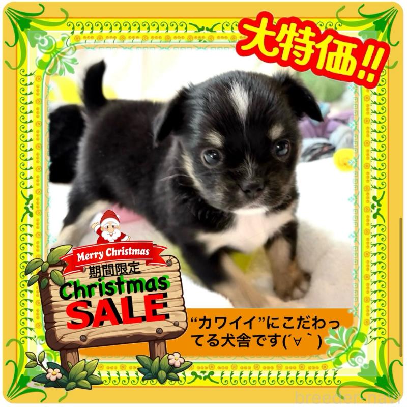 販売中の大阪府のチワワ(ロングコート)-431460の1枚目