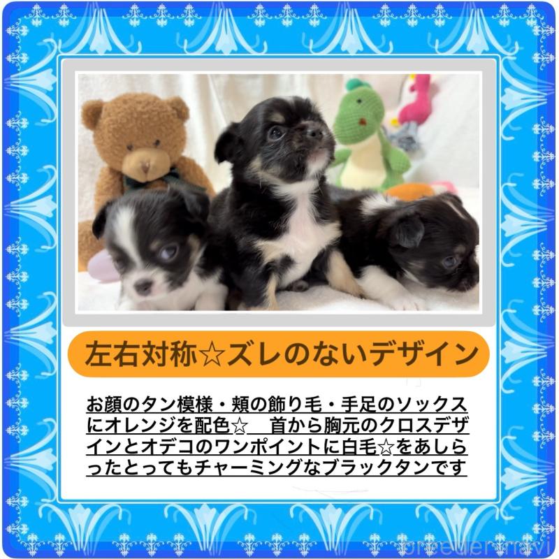 販売中の大阪府のチワワ(ロングコート)-431460の5枚目