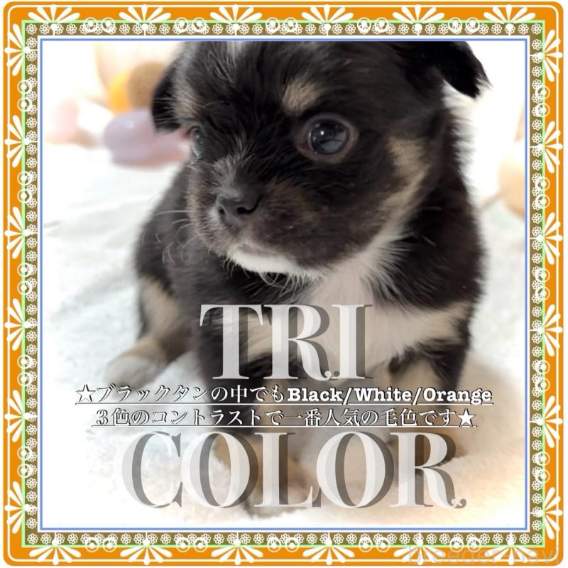 販売中の大阪府のチワワ(ロングコート)-431460の4枚目