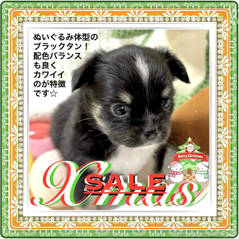 販売中の大阪府のチワワ(ロングコート)-431460の3枚目