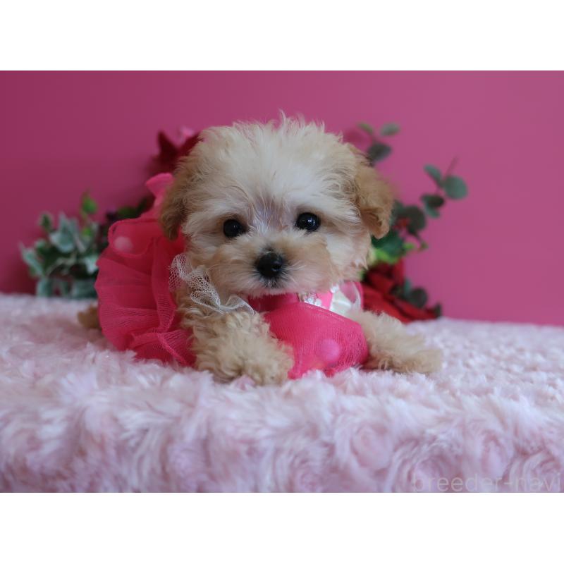 成約済の鹿児島県のティーカッププードル-428027の8枚目