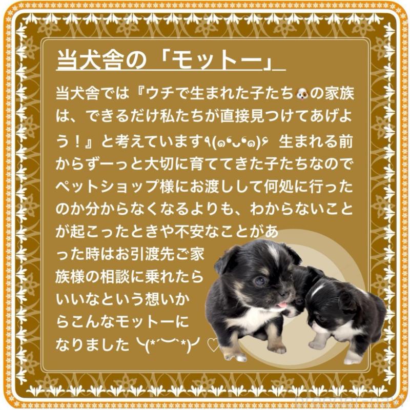 販売中の大阪府のチワワ(ロングコート)-431460の2枚目