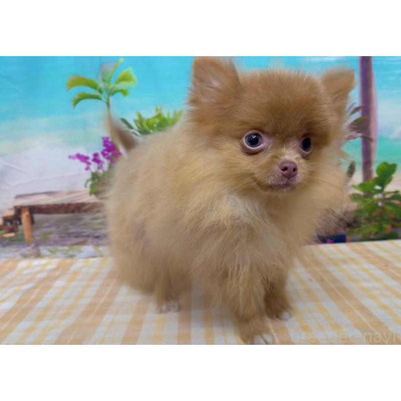 販売中の千葉県のポメラニアン-431459の1枚目