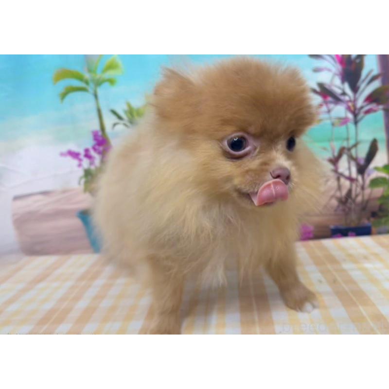 販売中の千葉県のポメラニアン-431459の7枚目