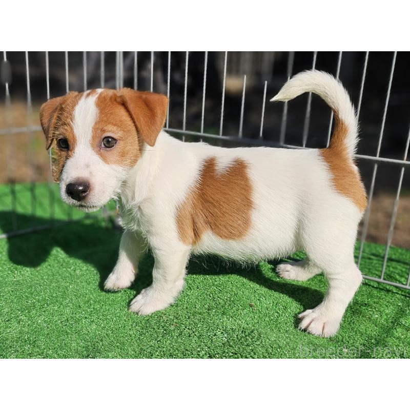 販売中の千葉県のジャックラッセルテリア-425368の8枚目