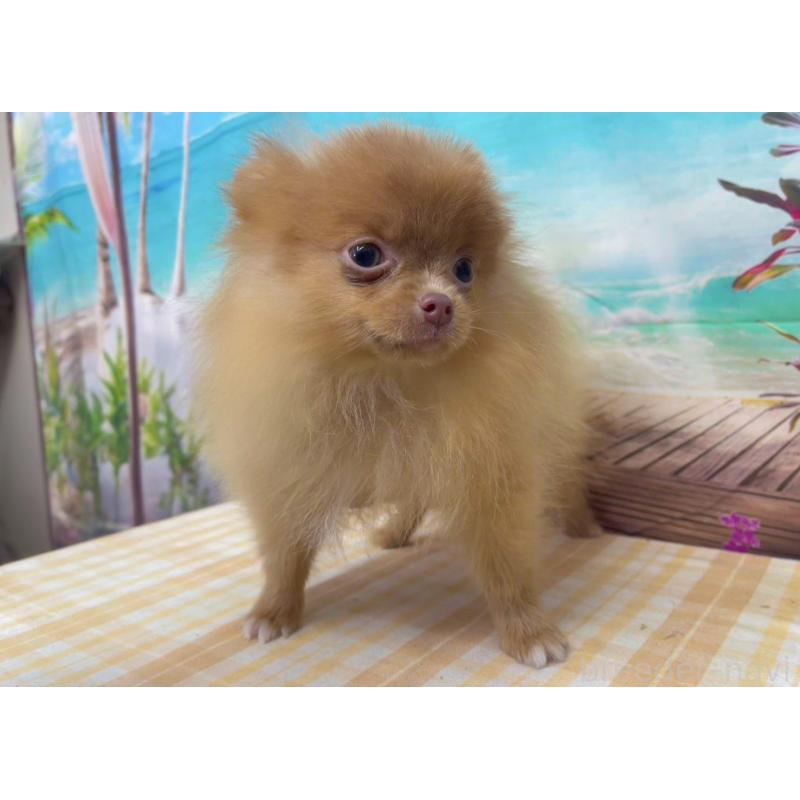 販売中の千葉県のポメラニアン-431459の6枚目