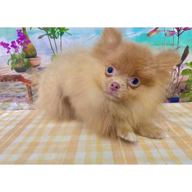 販売中の千葉県のポメラニアン-431459の5枚目