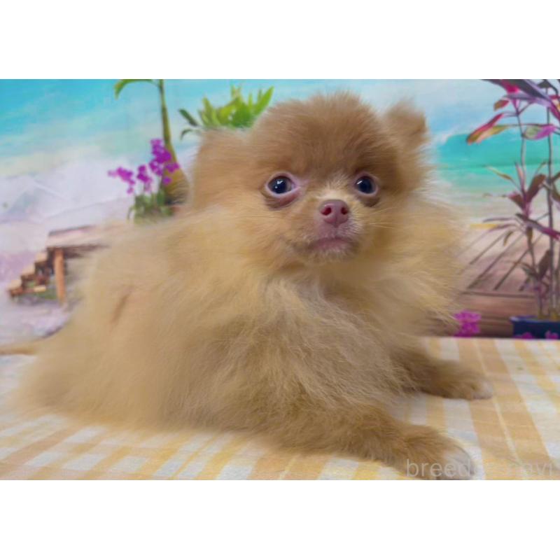 販売中の千葉県のポメラニアン-431459の4枚目