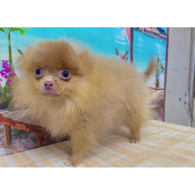 販売中の千葉県のポメラニアン-431459の3枚目