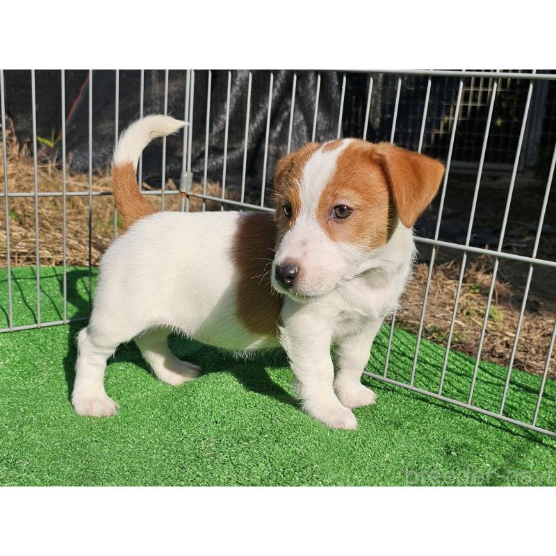 販売中の千葉県のジャックラッセルテリア-425368の7枚目