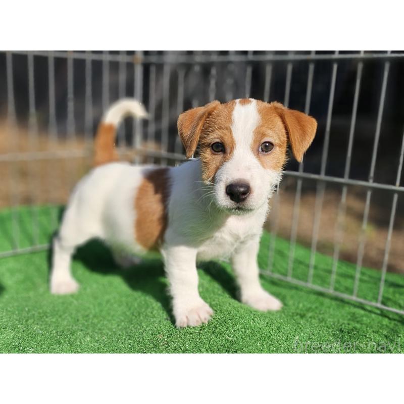 販売中の千葉県のジャックラッセルテリア-425368の6枚目